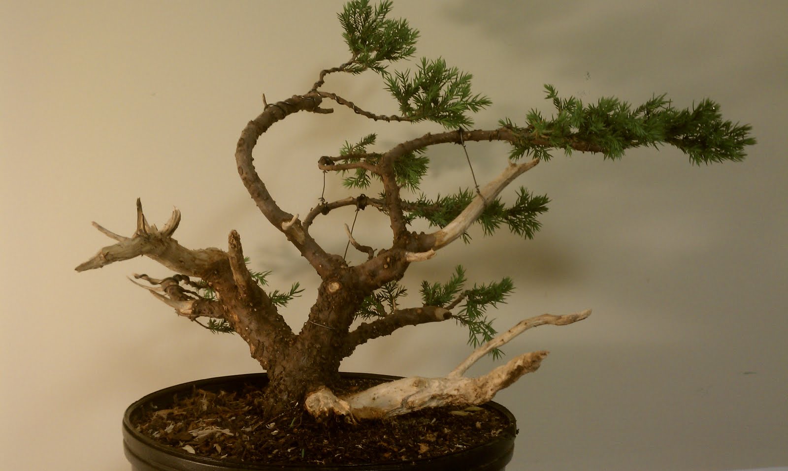 Bodhisattva Bonsai San Jose juniper bonsai big steps forward