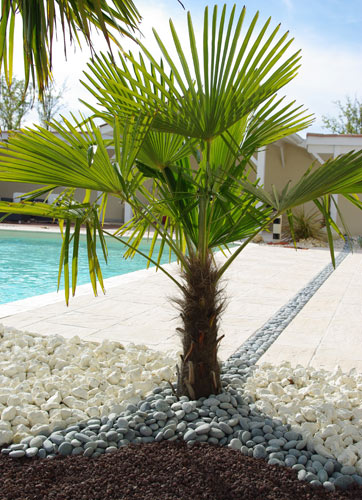 Piscine et Jardin: Conseils jardinage ; l'entretien du palmier