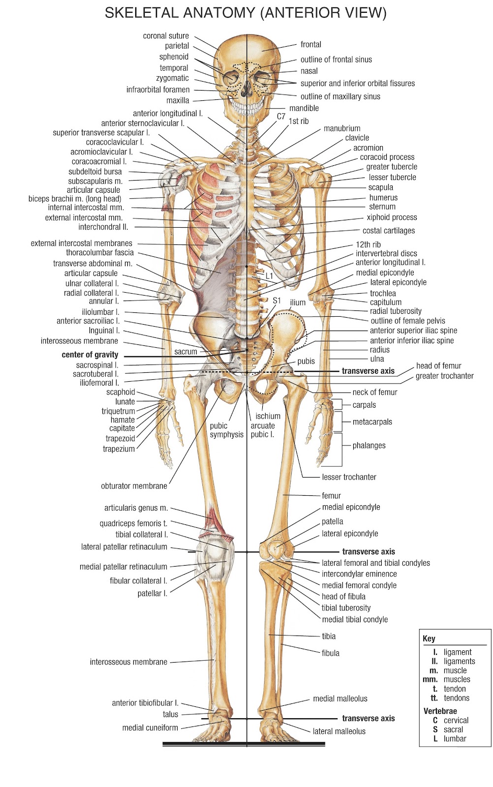 Human skeleton | Dr.SmaurMedicine