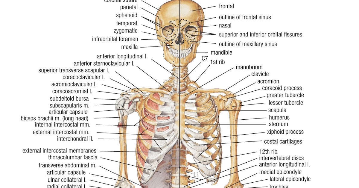 Dr.SmaurMedicine: Human skeleton