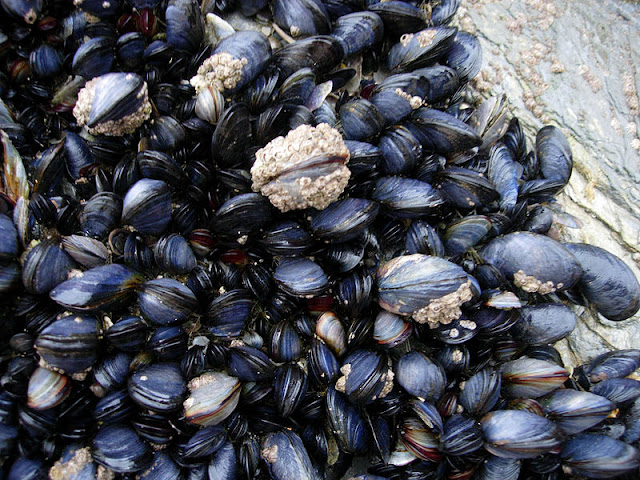 800px-CornishMussels