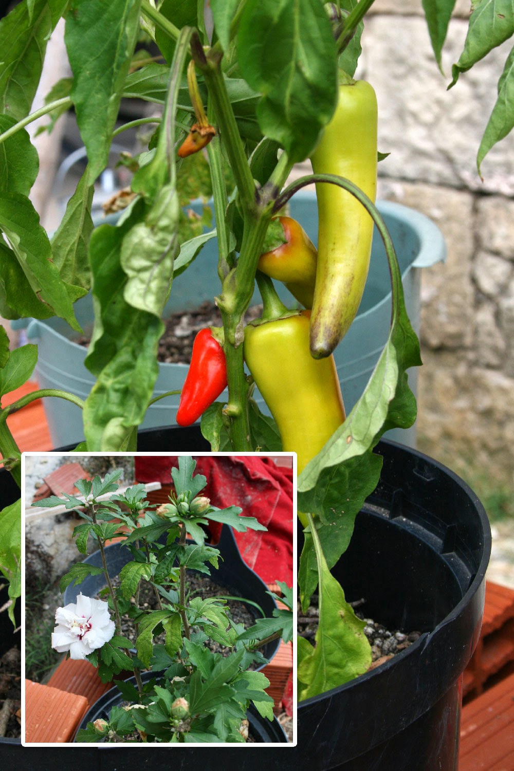 Things doing well in pots Things doing well in pots