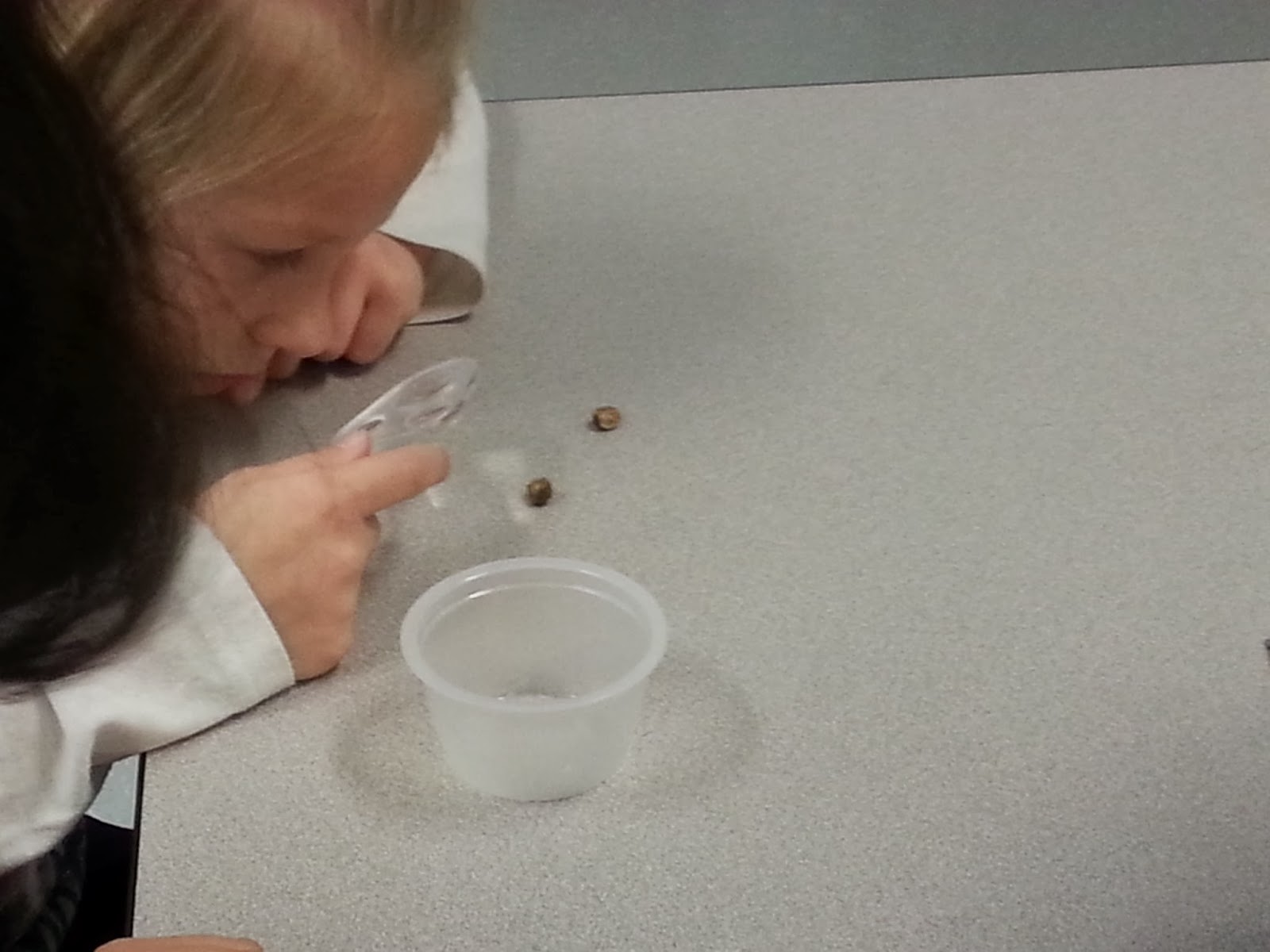 STEM Lab Mexican Jumping Beans Elementary Nest