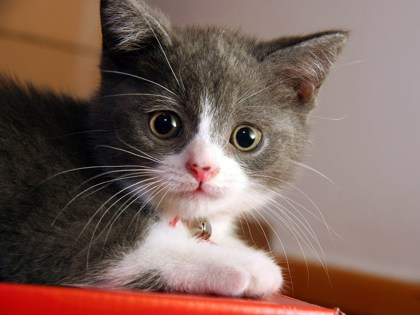http://2.bp.blogspot.com/-Jr0GHr0_oJA/T4UpTHmP3fI/AAAAAAAAAgg/2bY5w9fufiM/s1600/animal_0051.jpg
