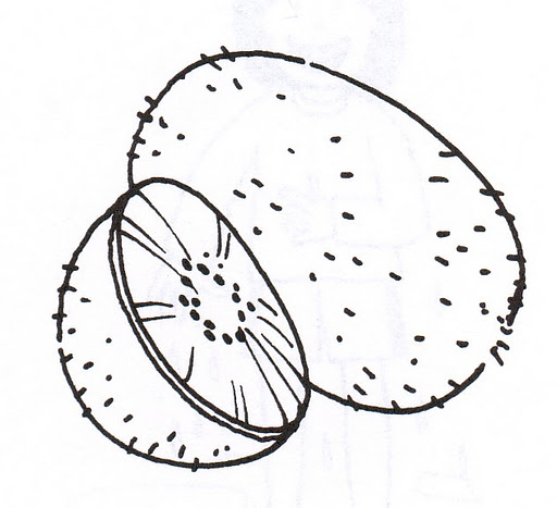 23+ Tunas Fruta Para Colorear Background