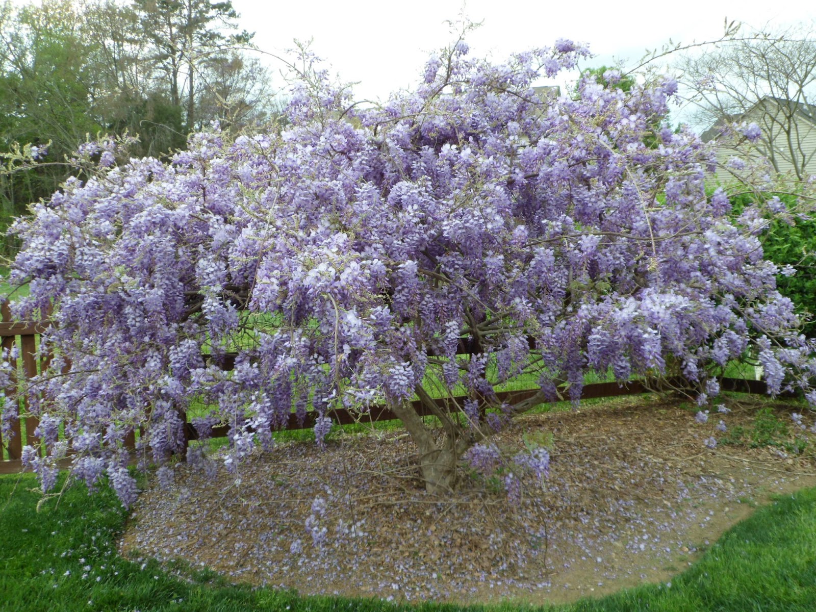Savard Studios Blooming Wisteria