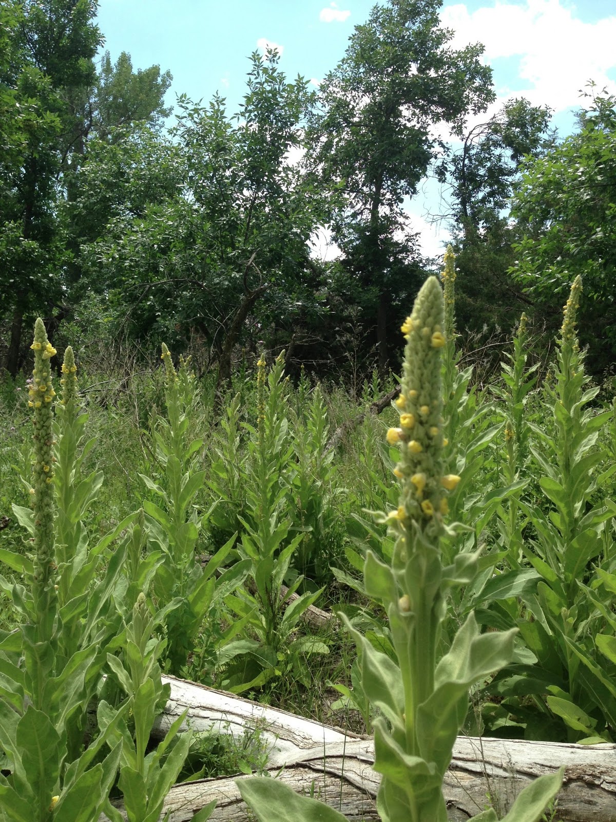 The Roaming Itinerant La Framboise Island (Pierre, SD)