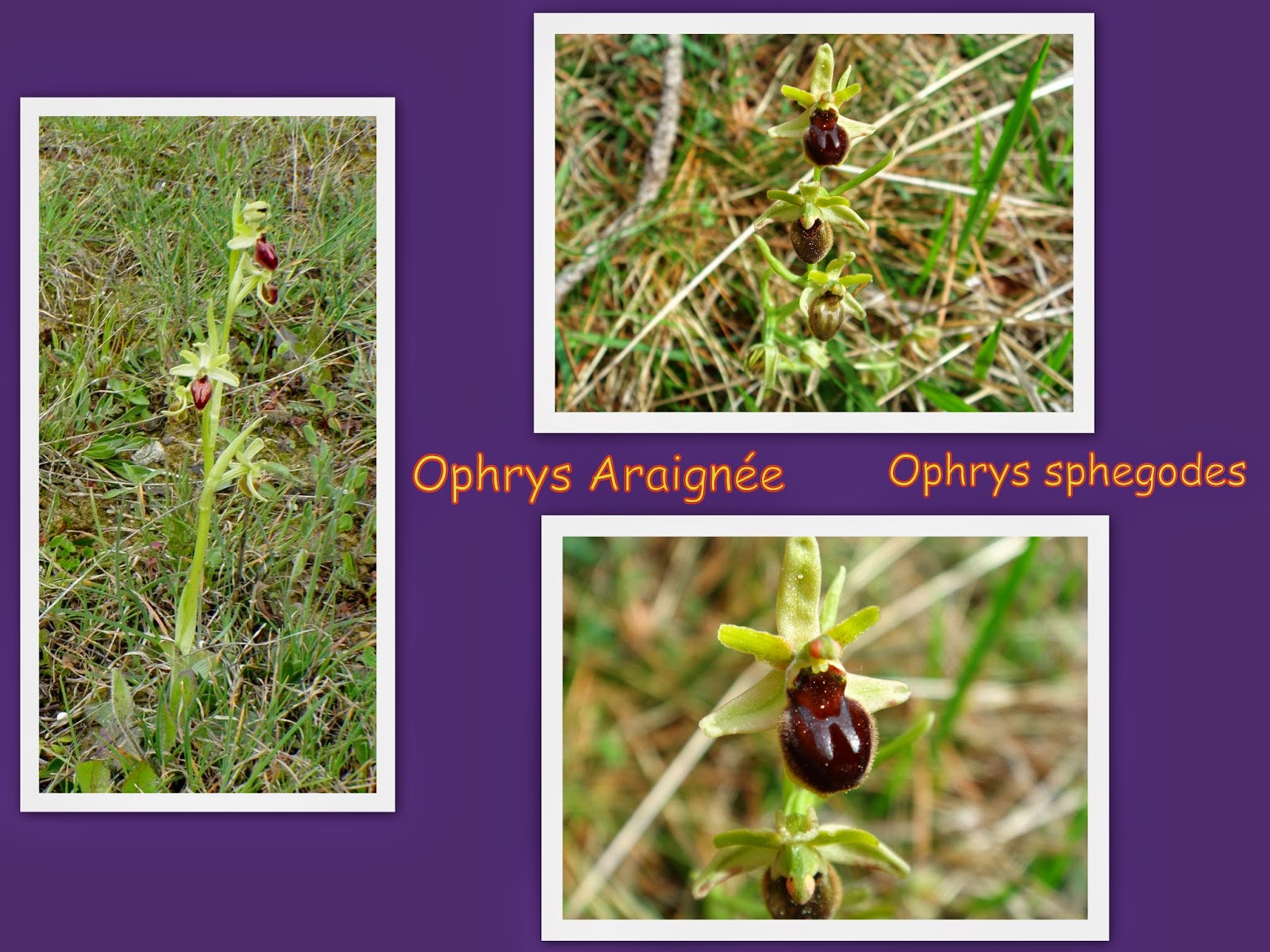 C Est Pas Serieux Petites Fleurs Du Printemps