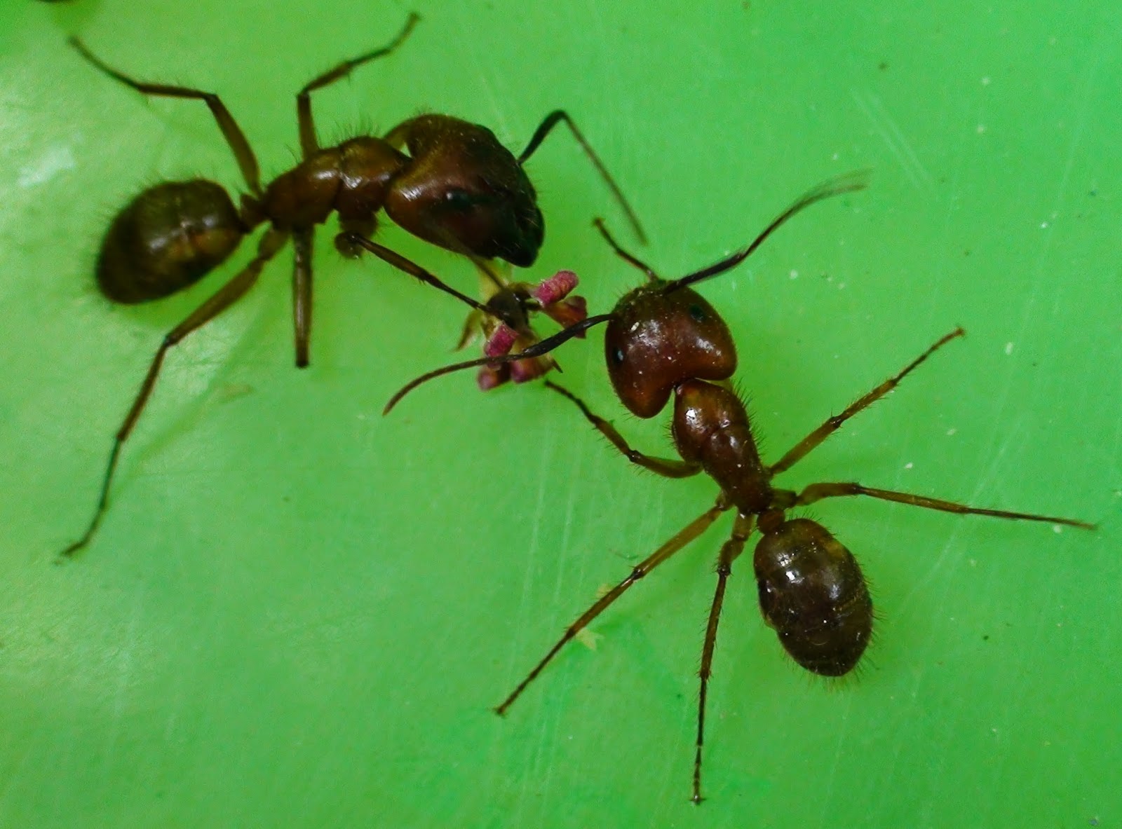 Mis Fotografias: HORMIGAS ARRIERAS Martha London, Ricaurte, Cundinamarca