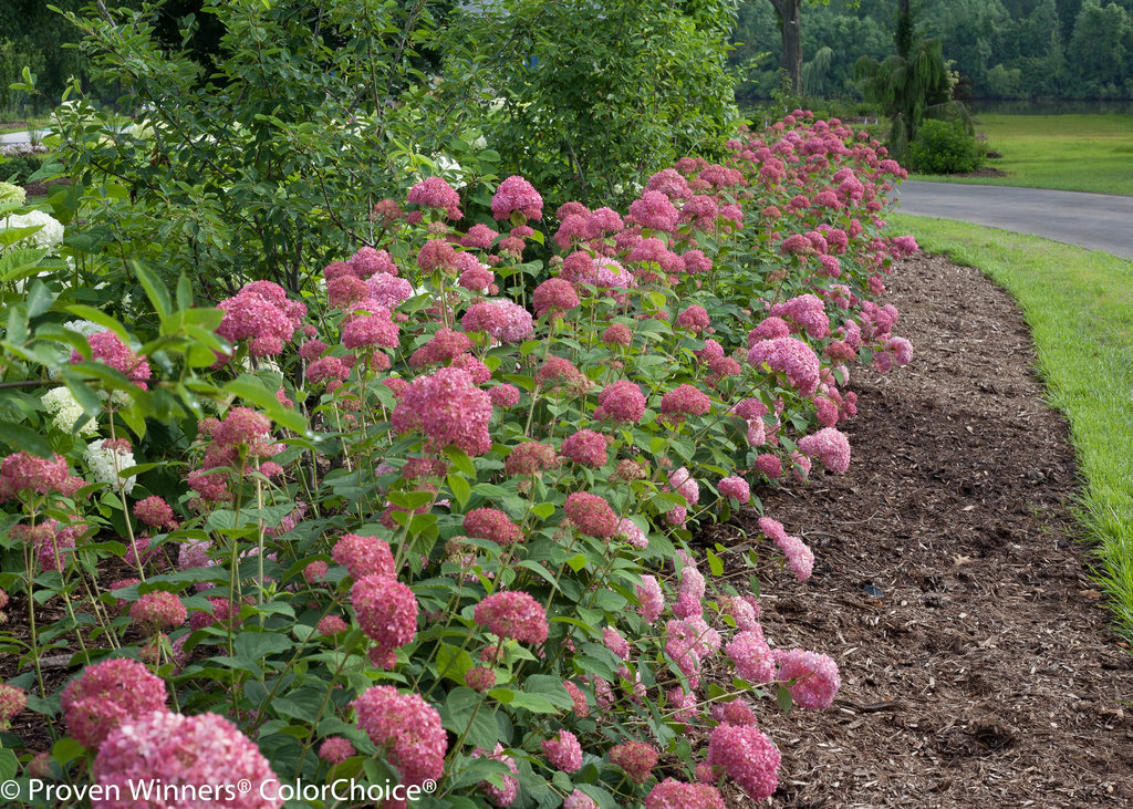 Proven Winners Colorchoice Plant Of The Week Plant Of The Week