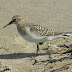 Baird's Sandpiper  - West Angle