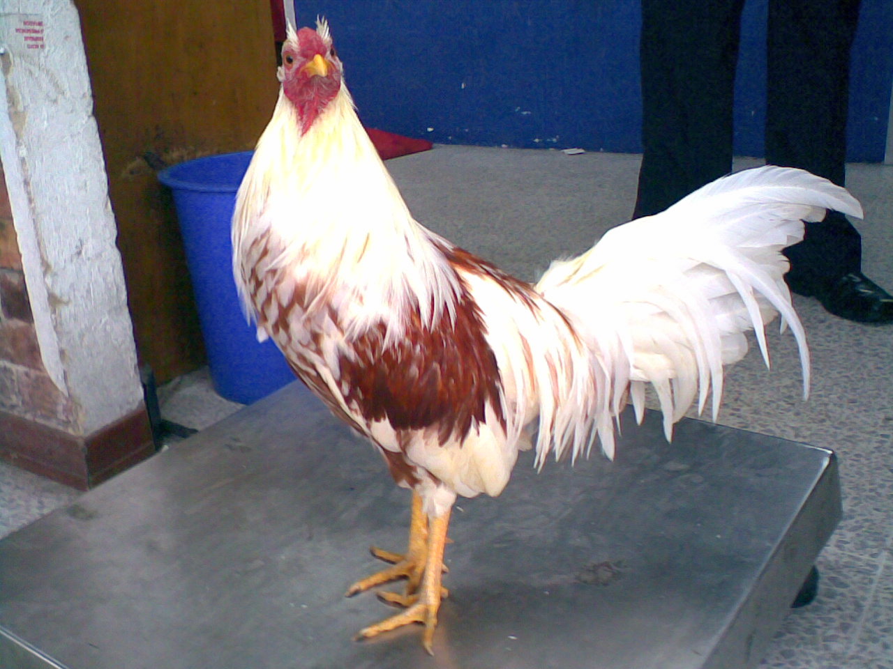 GALLOS FINOS GALLOS CANAGUAY