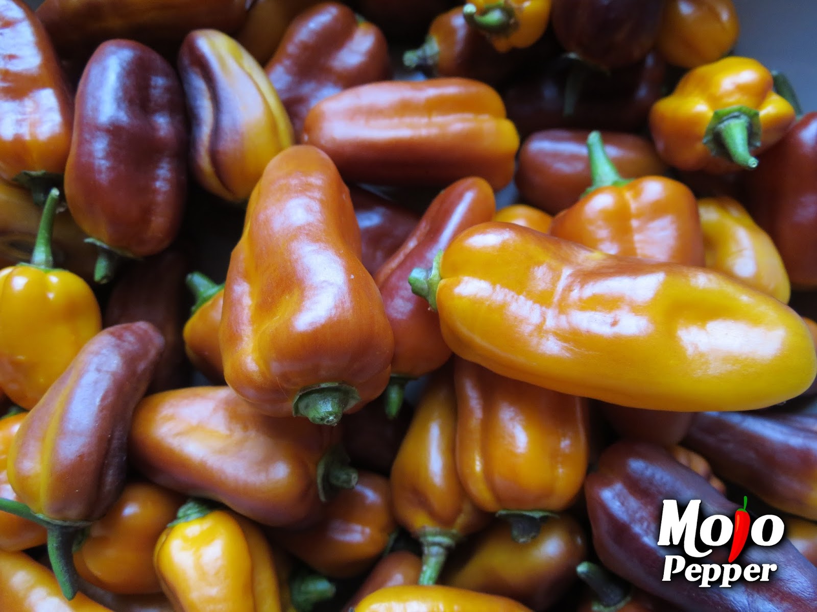 pimenta+puma+peppers.jpg