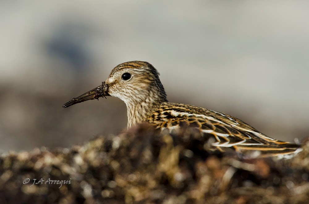 Correlimos pectoral, Calidris melanotos, Pectoral Sandpiper Correlimos pectoral, Calidris melanotos, Pectoral Sandpiper