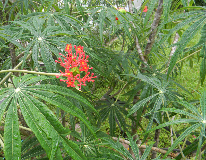 plant coral spurge attractive growing fruit stems didn leaf structure tell could flowers know