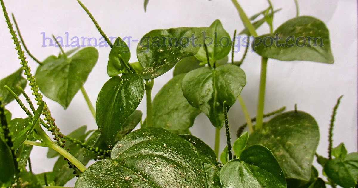 pansit pansitan herbal plant