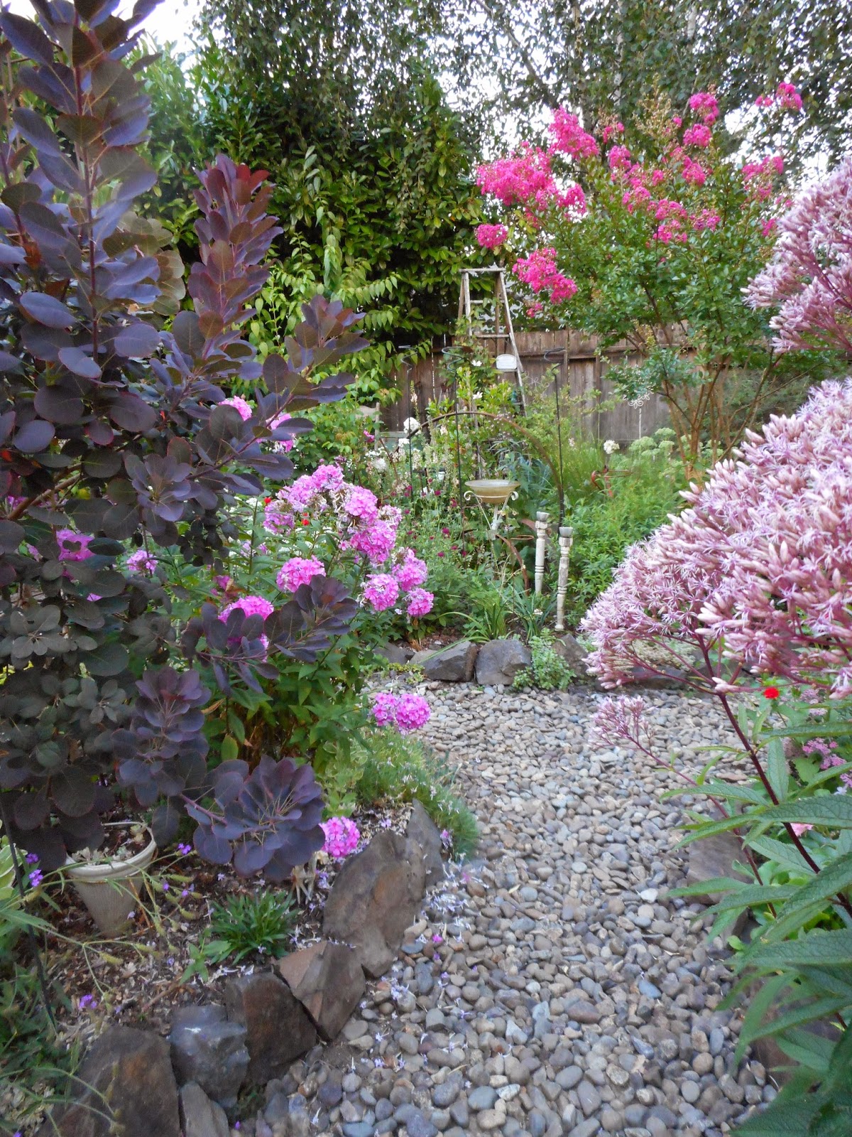 Elaeagnus S Sweet Perfume Overwhelms Starry Scales