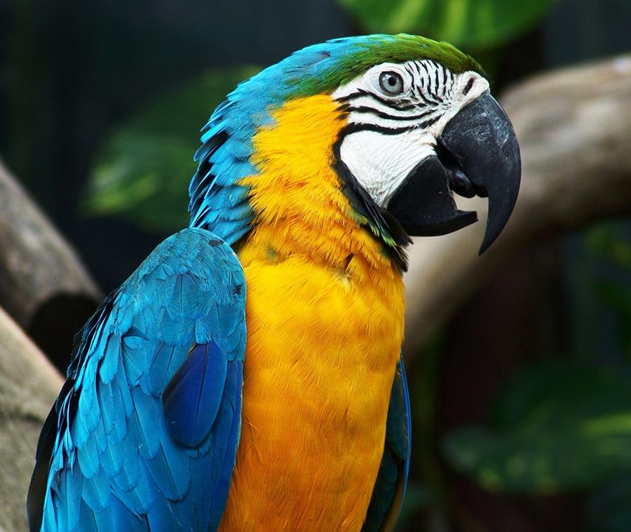 Animales Domésticos: Loros