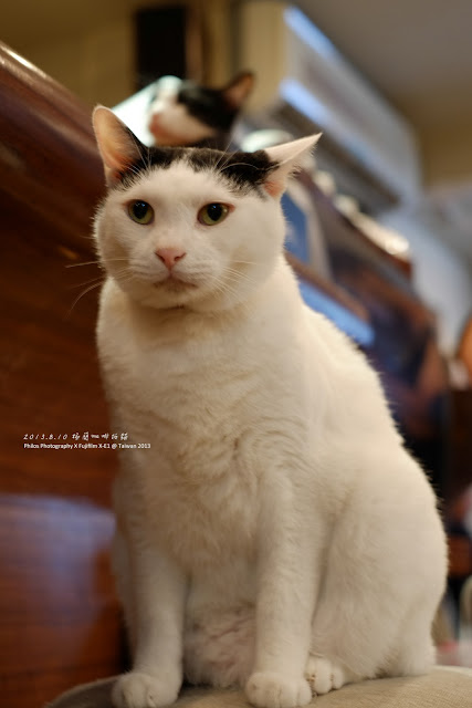 [台北] 極簡咖啡拍貓