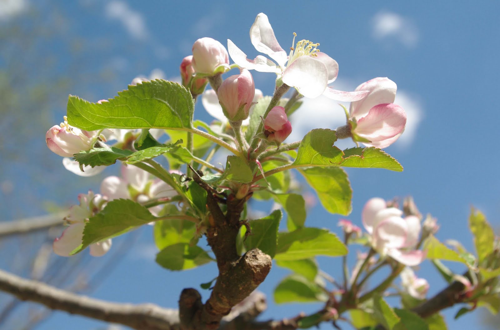 A View From The Cottage 04/10/11