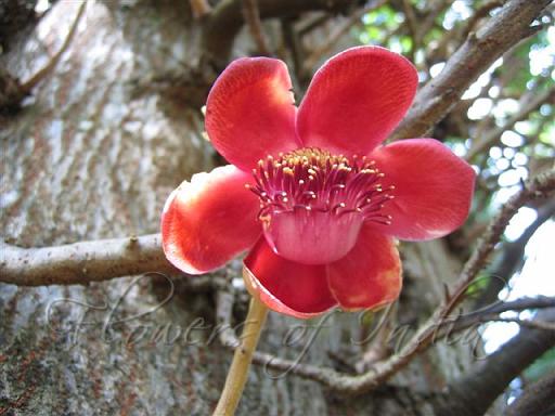 mogali rekulu flowers mogali rekulu flowers