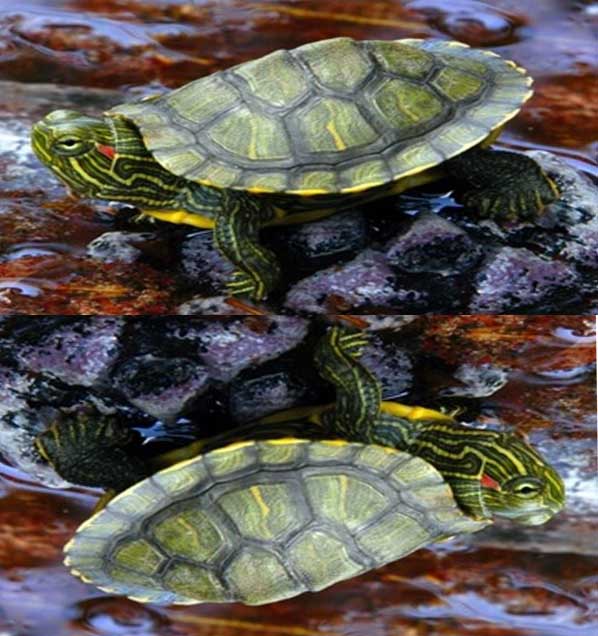red-eared-slider-turtle-in-koi-pond.jpg red-eared-slider-turtle-in-koi-pond.jpg