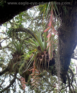 Tillandsia prodigiosa in Oaxaca Mexico