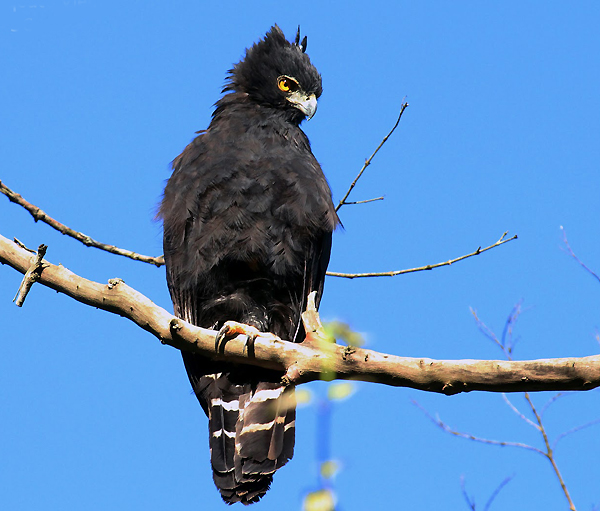 Bellas Aves de El Salvador Spizaetus tyrannus (águila negra crestada