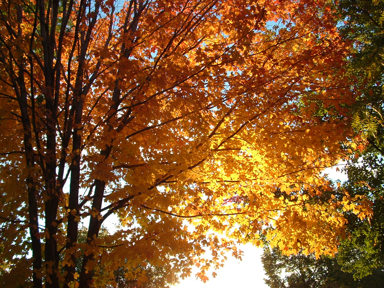 http://2.bp.blogspot.com/-JuHB5dmCgH8/UJZl5XffPhI/AAAAAAAAHqA/zQd41hmuQdI/s1600/Autumn+tree_wallpapers_fever.jpeg