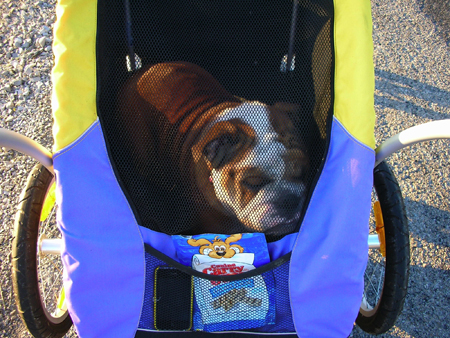 Zoe and Her Bulldog Bike