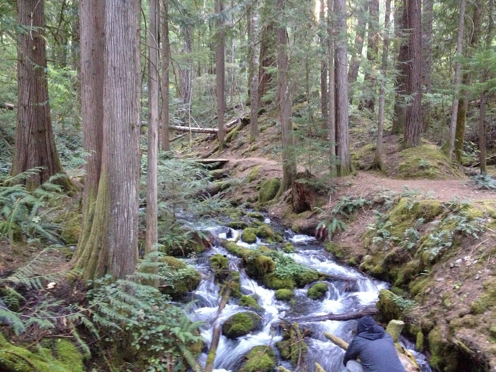 Indigo Springs Campground Willamette National Forest