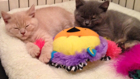 The Kuwait Cats And Kittens Adoption And Sales Email Us At