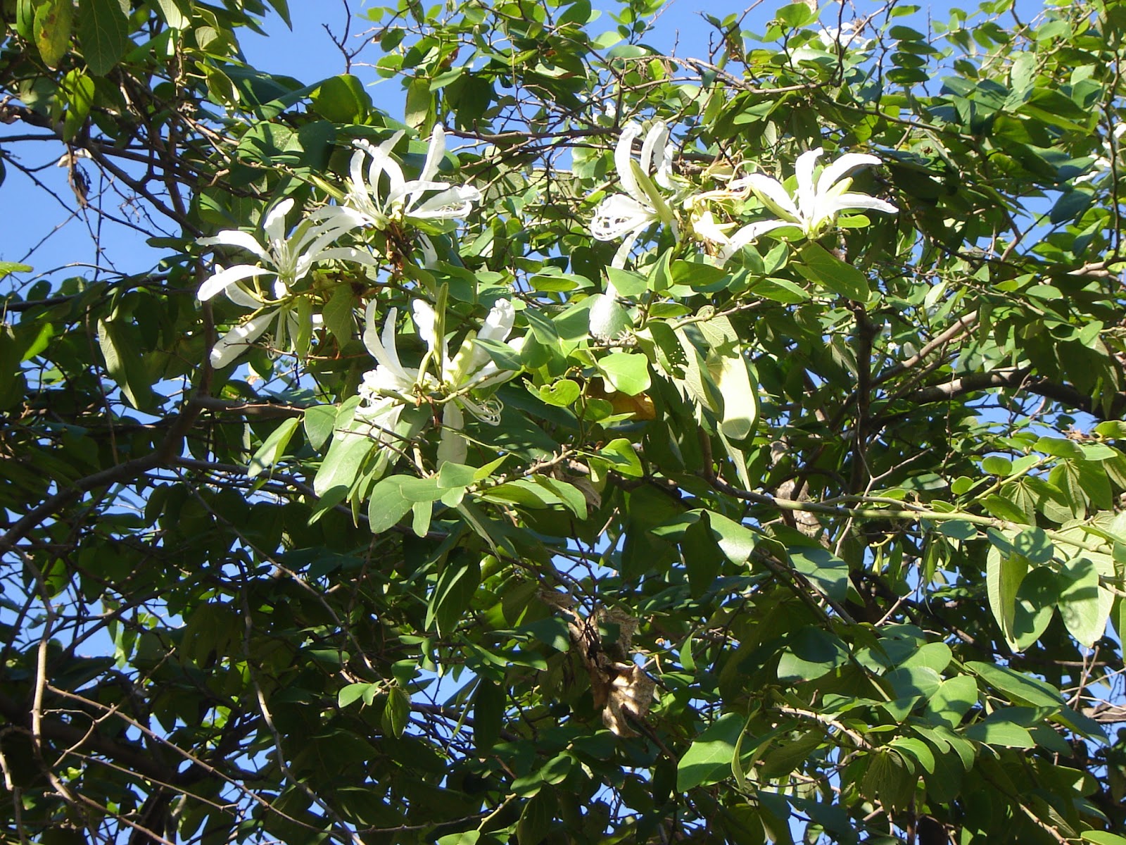 PATA DE VACA origen, características, propiedades, usos y mucho más