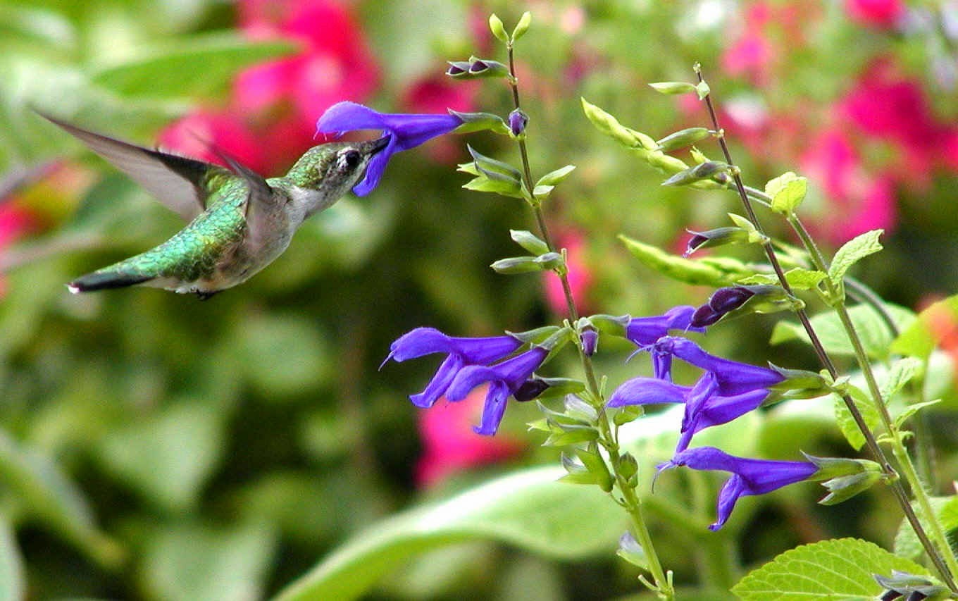 Hummingbirds love trumpet vine LAVENDER BLUE GARDEN DESIGN