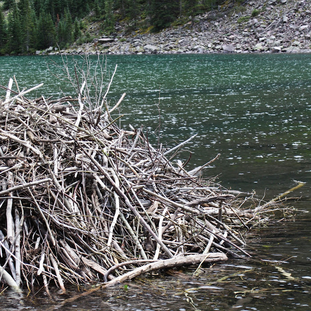 Sparrows & Spatulas hiking mondays aspen