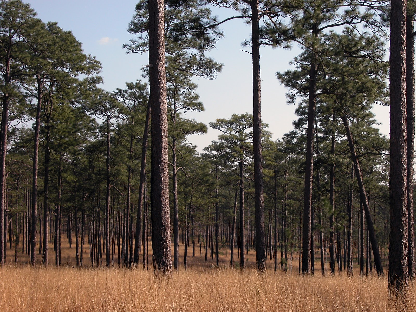 Lowcountry outdoors Tall Timbers / Red Hills Legacy Book Review