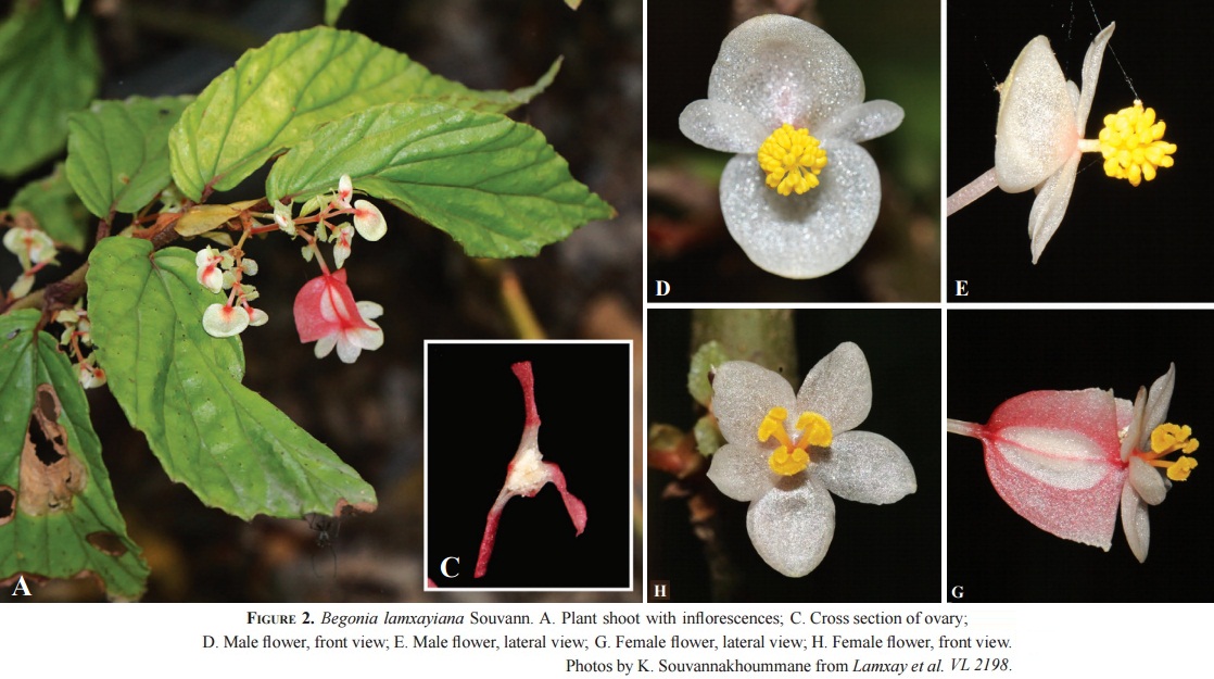 Species New to Science [Botany • 2016] Begonia lamxayiana Souvann. • A
