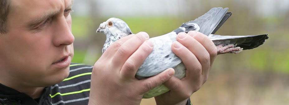  racing pigeons nieripigeons 