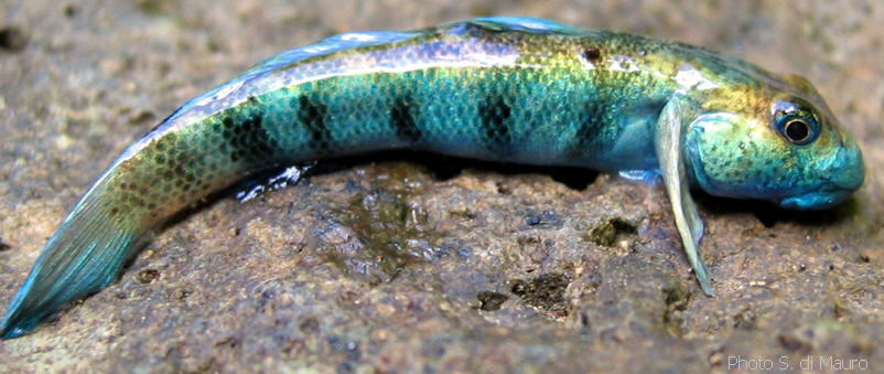 Sicydium Alchetron, The Free Social Encyclopedia