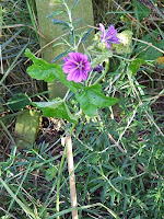 Mallow (Mystic Merlin) Mallow (Mystic Merlin)
