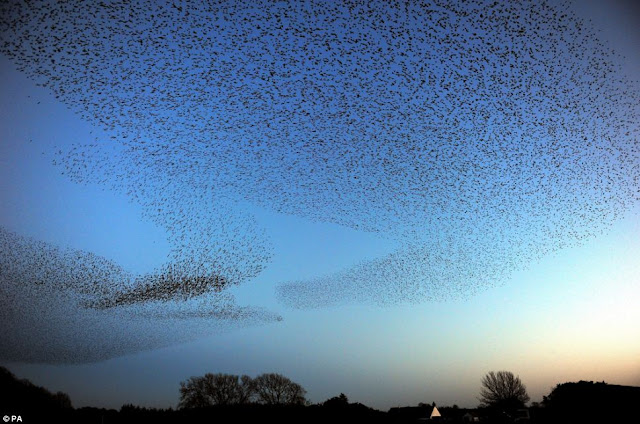 آلاف الطيور تقوم بعروض هوائية مدهشة كأنها جسد واح Murmurating+starlings+06