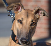 Southeastern Greyhound Adoption