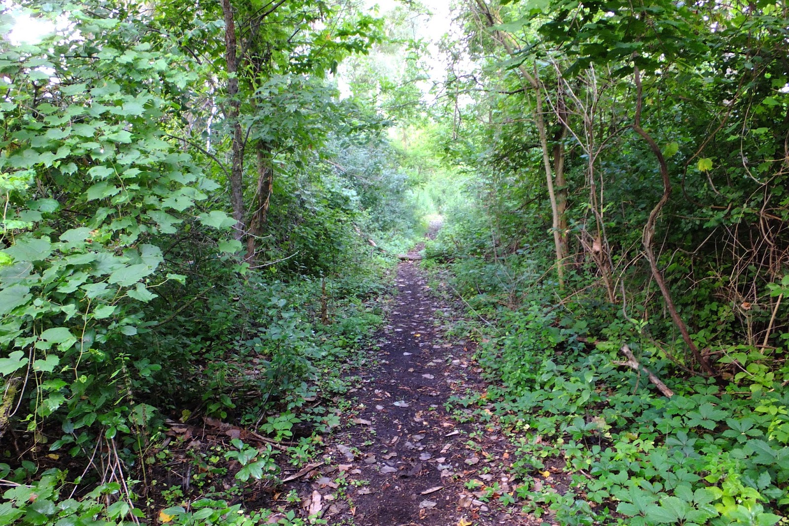 Plants Amaze Me Lamberton Lake Nature Preserve, Rogue River Park