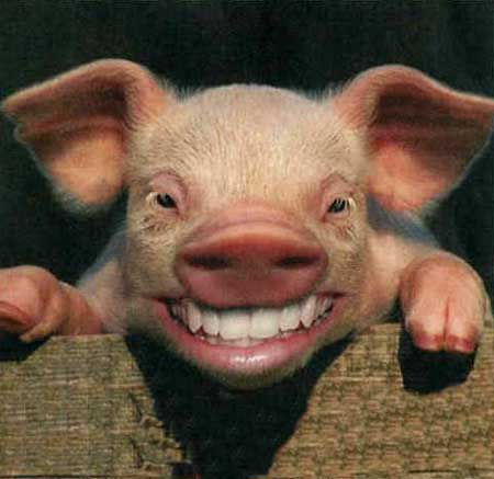 Image result for happy pig