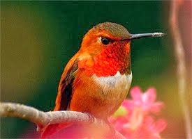 Rufous hummingbird