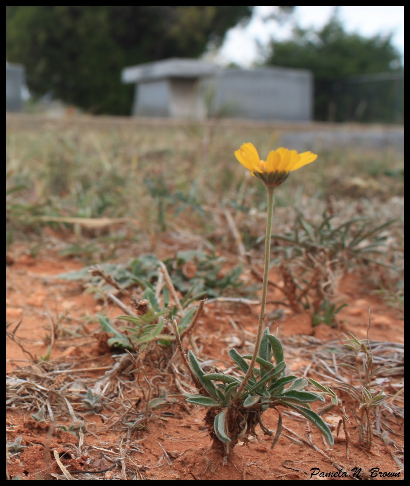 Cedar Gap and Abilene Pammy's World