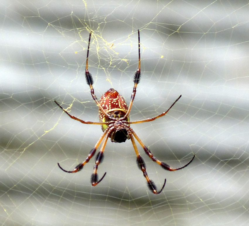List 90+ Pictures Pictures Of Large Spiders In South Carolina Excellent
