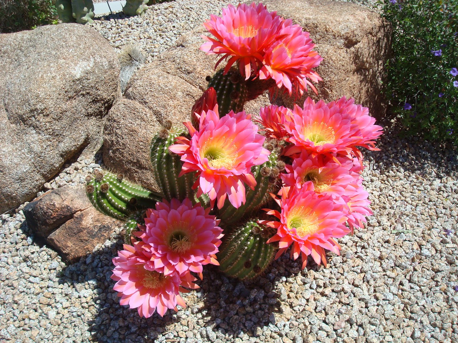 Karen paoli flowering cactus