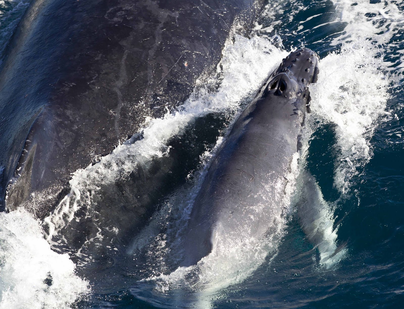 The Whale Diaries: New Humpback Babies