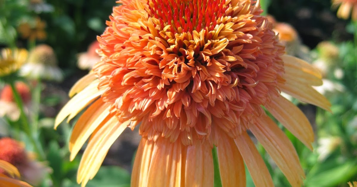 Rotary Botanical Gardens Hort Blog Double Coneflowers Double The Fun